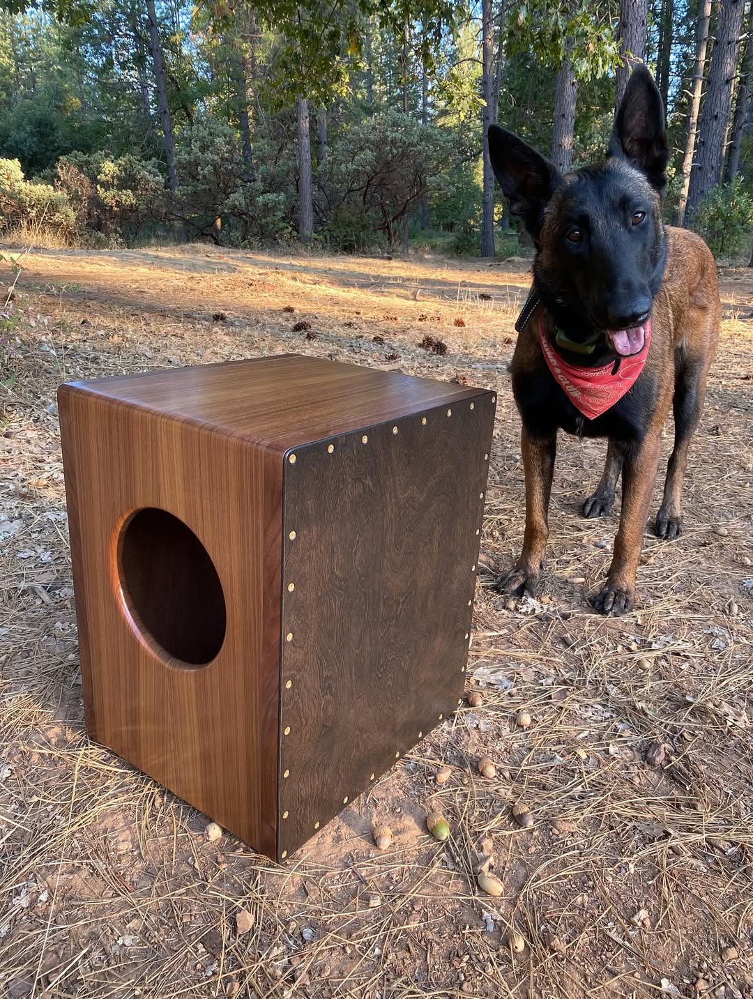 Cajon in Solid Black Walnut